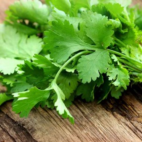 Cilantro bandeja 